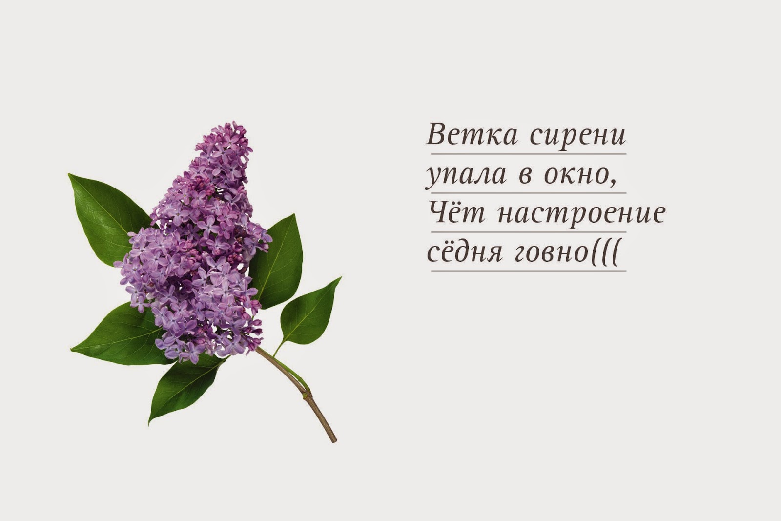 Детское стихотворение про сирень
